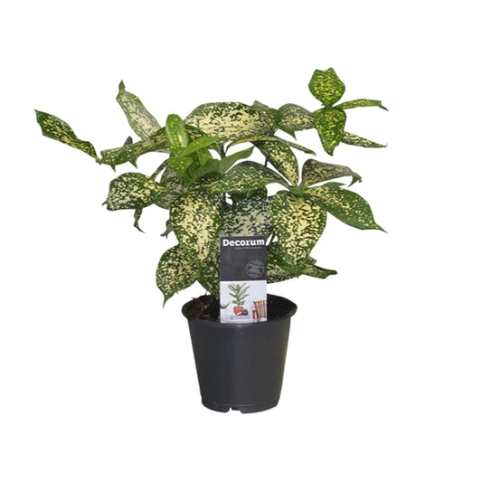 Drachenbaum Godseffiana – Pflegeleichte Zimmerpflanze 25 cm