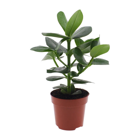 Clusia Rosea Princess – Elegante pflegeleichte Zimmerpflanze Ø12cm