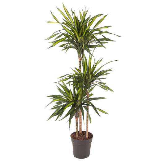 Dracaena Riki – pflegeleichte Zimmerpflanze 140 cm