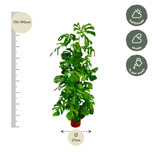 Monstera Deliciosa XXL – Tropische Zimmerpflanze 180 cm