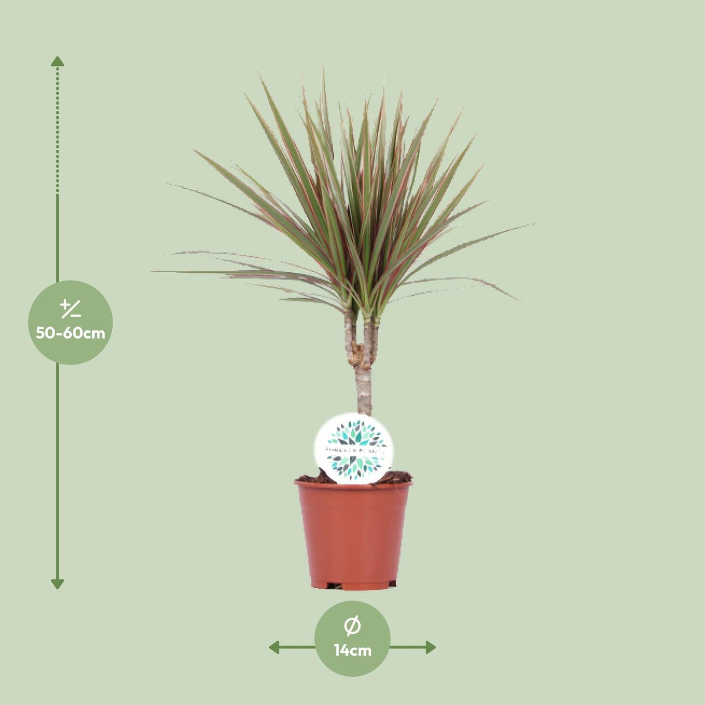 Dracaena Bicolor – Pflegeleichte Luftreiniger-Pflanze Ø14cm