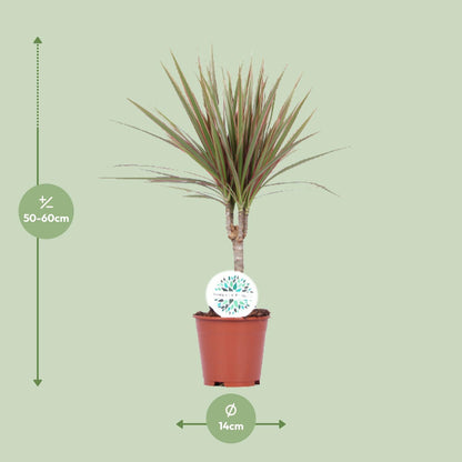 Dracaena Bicolor – Pflegeleichte Luftreiniger-Pflanze Ø14cm