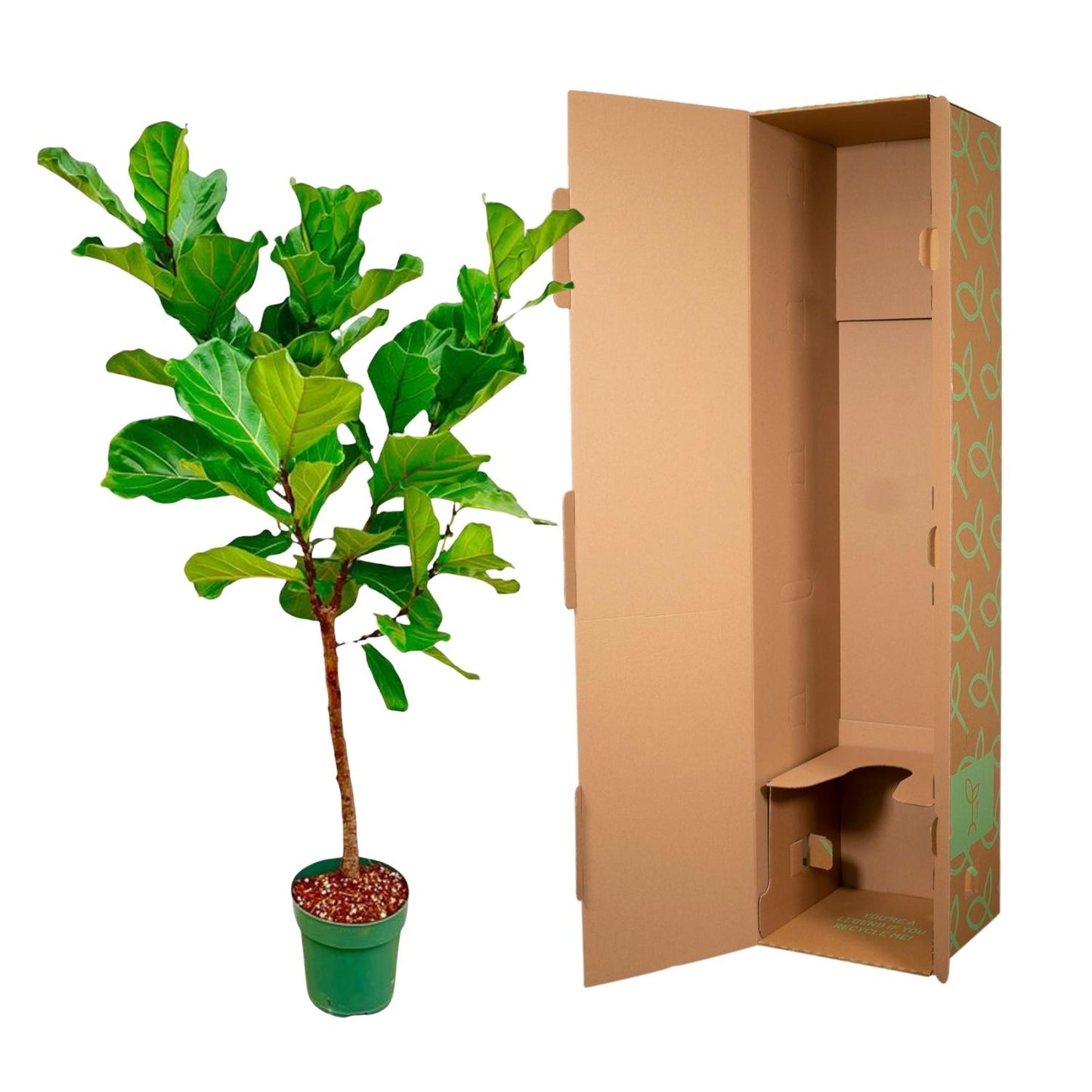 Ficus Lyrata Stamm – 170 cm – Pflegeleichte Zimmerpflanze