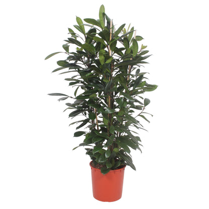Ficus Cyathistipula – Afrikanischer Feigenbaum 180 cm