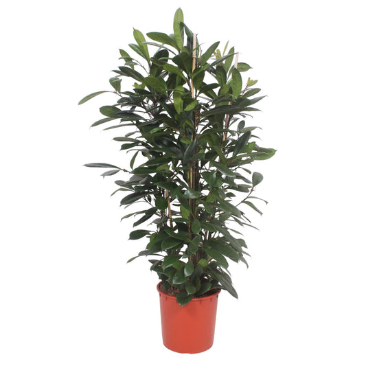 Ficus Cyathistipula – Afrikanischer Feigenbaum 180 cm