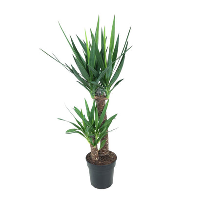 Yucca Elephantipes – Stilvolle, pflegeleichte Zimmerpflanze Ø21cm