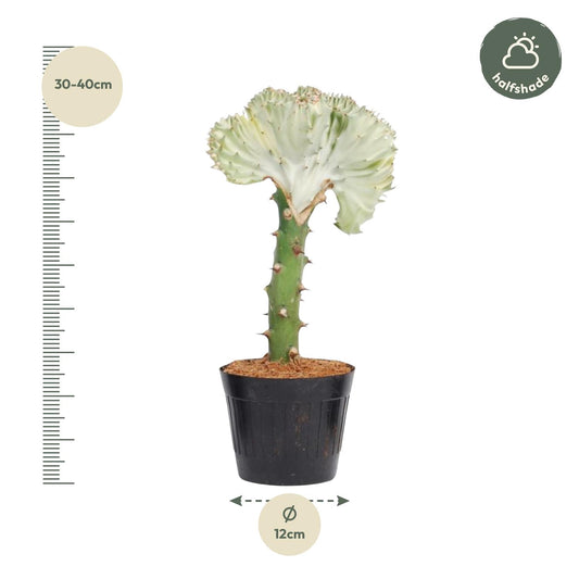 Euphorbia lactea Cristata – Korallen-Kaktus, 35 cm