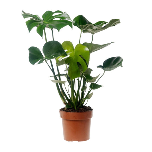 Monstera Deliciosa – Pflegeleichte Zimmerpflanze Ø17cm