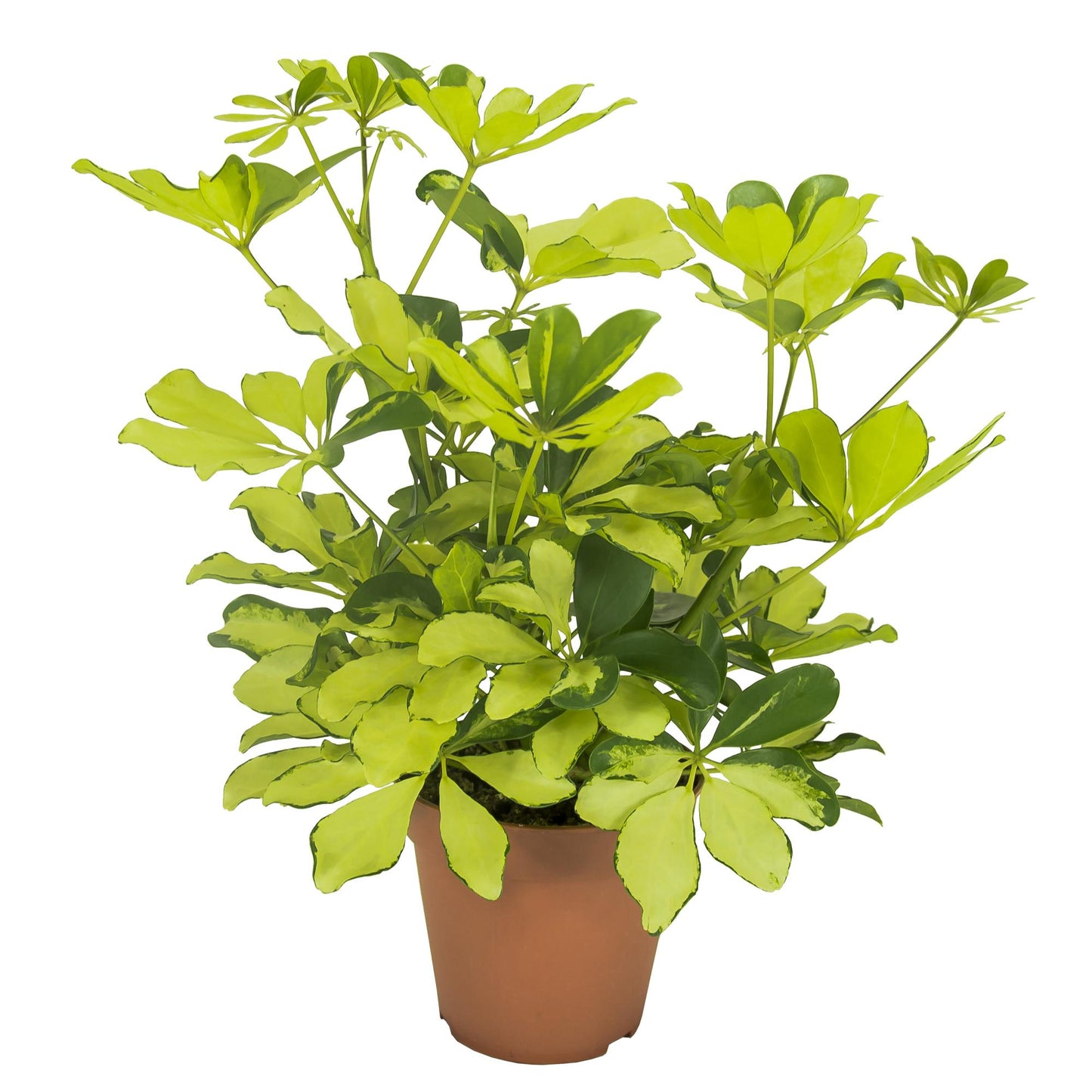 Schefflera Melanie – Pflegeleichte Zimmerpflanze Ø13cm