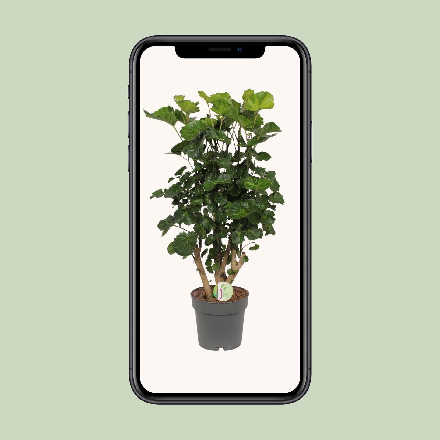 Aralie 'Lemon Lime' – Tropische, pflegeleichte Zimmerpflanze Ø19cm