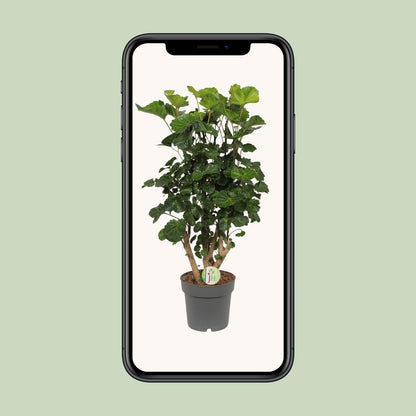 Aralie 'Lemon Lime' – Tropische, pflegeleichte Zimmerpflanze Ø19cm