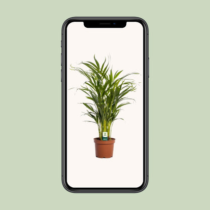 Dypsis Lutescens – Pflegeleichte Zimmerpflanze Ø17cm
