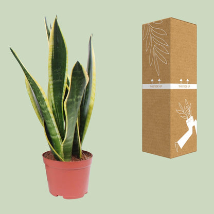 Sansevieria Black Superba – Pflegeleichte Zimmerpflanze Ø14cm