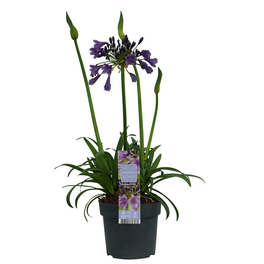 Agapanthus 'Poppin Purple' – Lila Blütenpracht Ø19cm