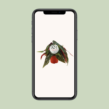 Begonia Maculata – Elegante und pflegeleichte Zimmerpflanze Ø12 cm