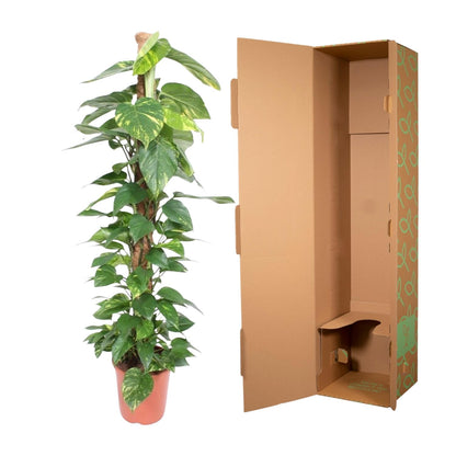Epipremnum Aureum Mosstok – Pflegeleichte Kletterpflanze 150 cm