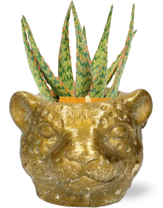 Aloe Hybride mit Goldfarbenem Keramik-Planter Ø12cm