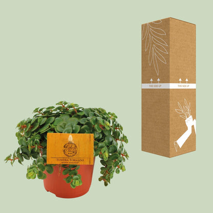 Sedum Tornado – Pflegeleichte Fetthenne Ø11cm