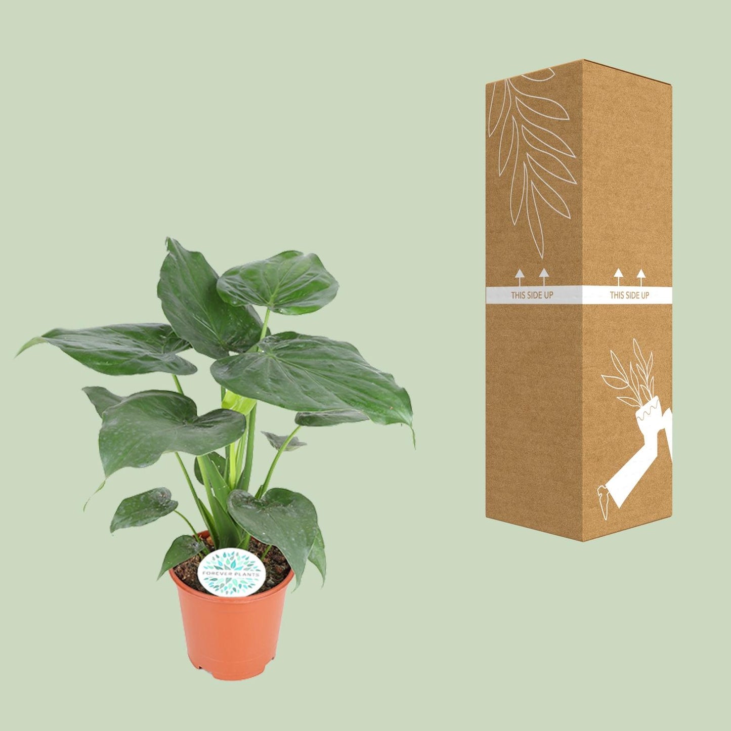 Alocasia Cucullata – Pflegeleichte Zimmerpflanze Ø21cm