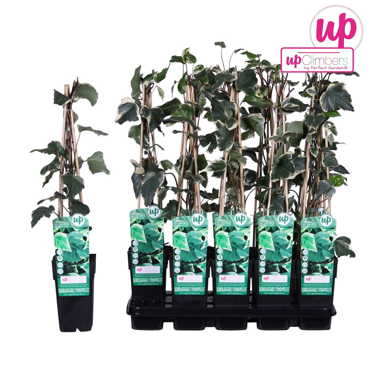 Hedera algeriensis 'Gloire de Maren' – Pflegeleichter Algerischer Efeu Ø15cm