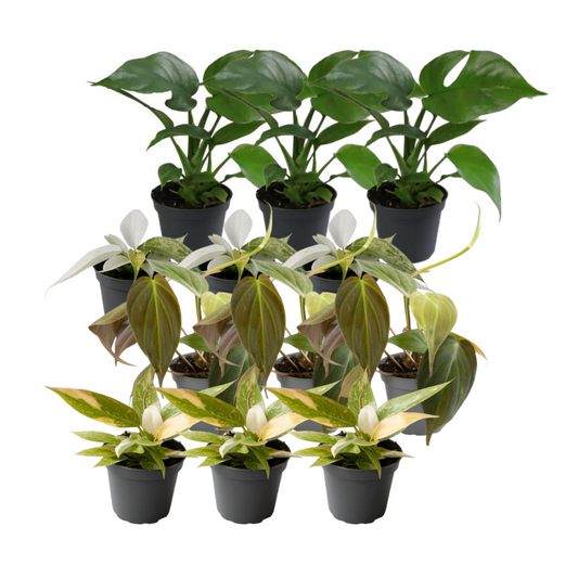 12er Philodendron Mix – Pflegeleichte Trendpflanzen