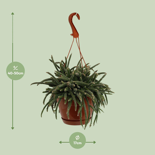 Rhipsalis Baccifera Horrida – Pflegeleichte Trendpflanze Ø17cm