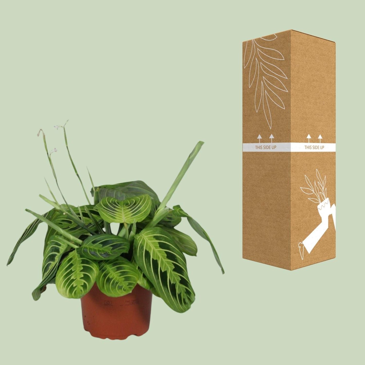 Pfeilwurz 'Lemon Lime' – pflegeleichte Zimmerpflanze Ø12cm