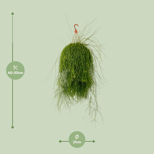 Rhipsalis Cassutha – Pflegeleichte luftreinigende Zimmerpflanze