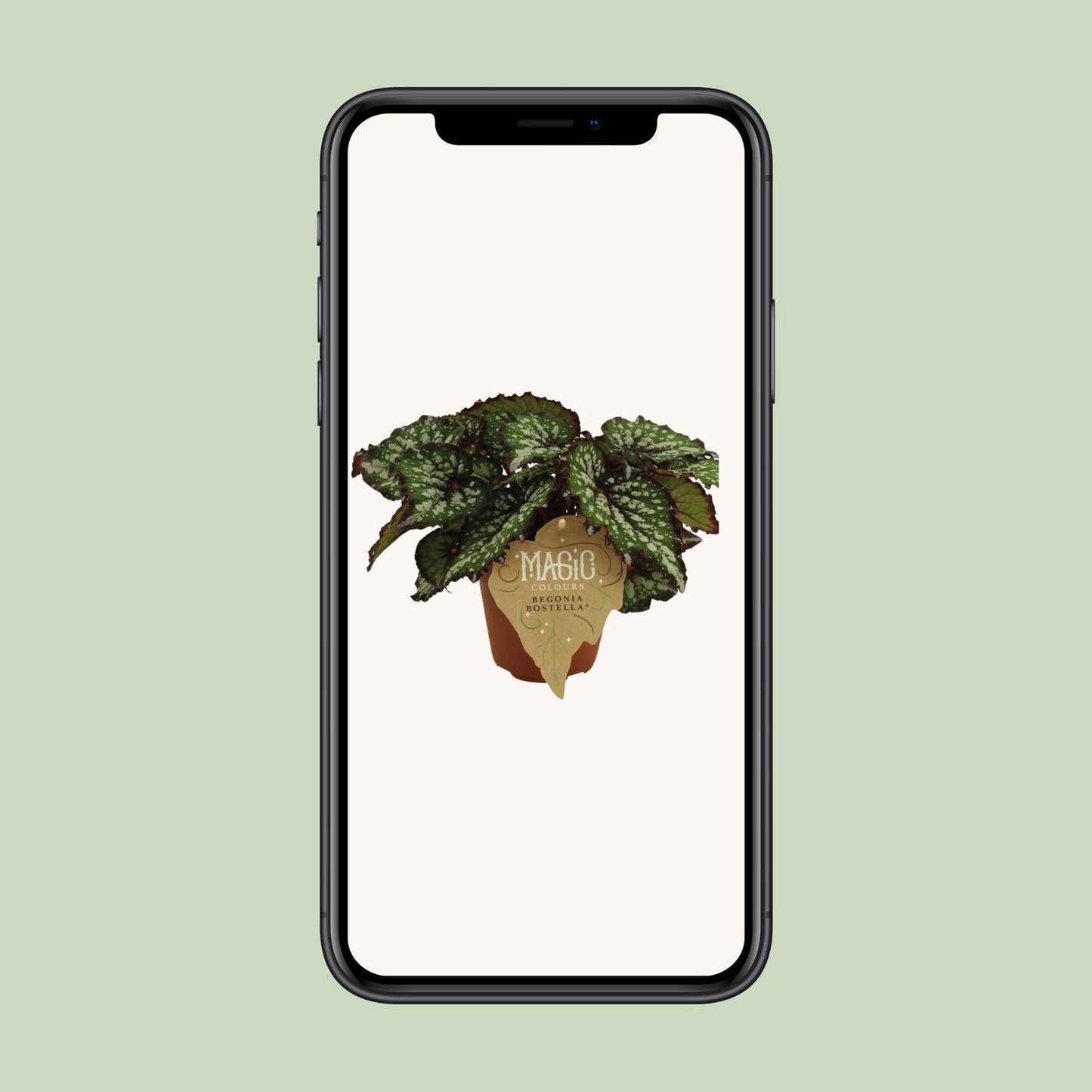 Begonia Rex Bostella – Exotische Blattbegonie im 12cm Topf