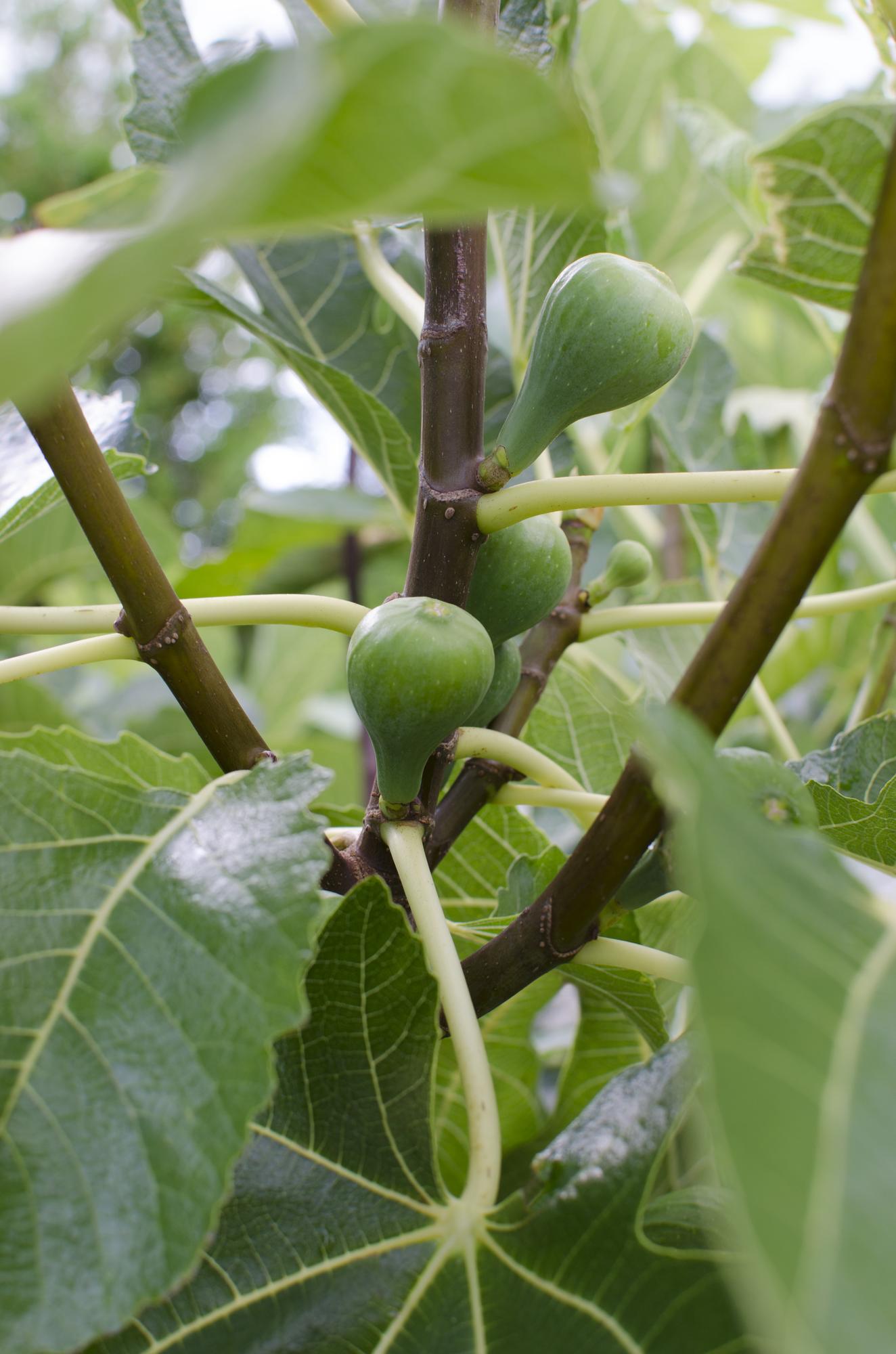 Ficus Gustissimo Perretta – Pflegeleichte Zimmerpflanze Ø13 cm