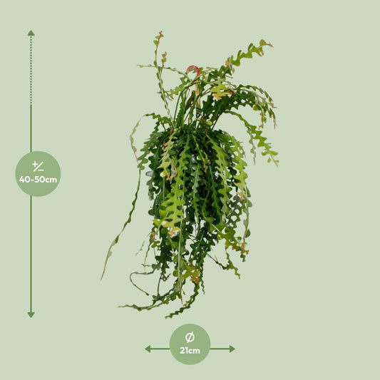 Bogenkaktus Ø21cm – Pflegeleichte Zimmerpflanze bis 50cm