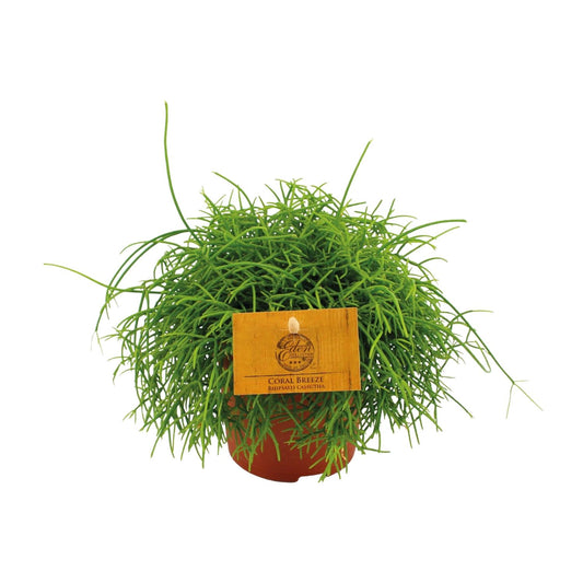 Rhipsalis Cassutha – Pflegeleichte tropische Zimmerpflanze Ø11cm