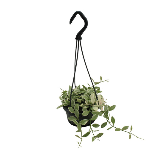 Ameisenpflanze Variegata – Exotische pflegeleichte Hängepflanze Ø10,5cm
