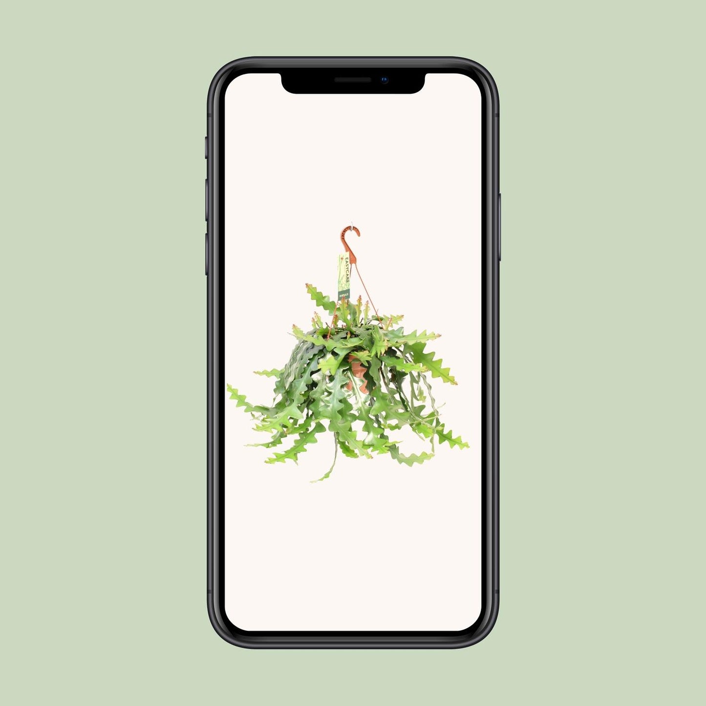 Selenicereus Anthonyanus - Luftreinigende Zimmerpflanze Ø21 cm