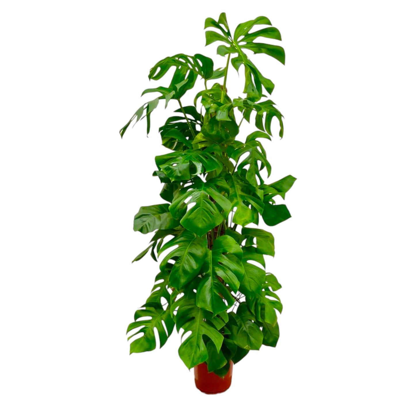 Monstera Deliciosa XXL – Tropische Zimmerpflanze 180 cm