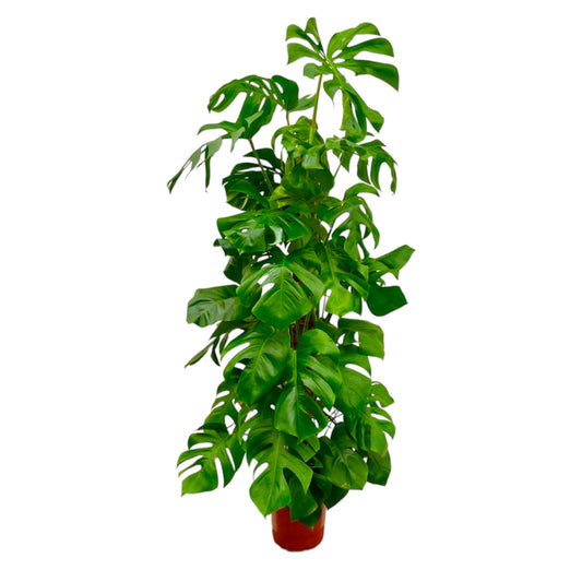 Monstera Deliciosa XXL – Tropische Zimmerpflanze 180 cm