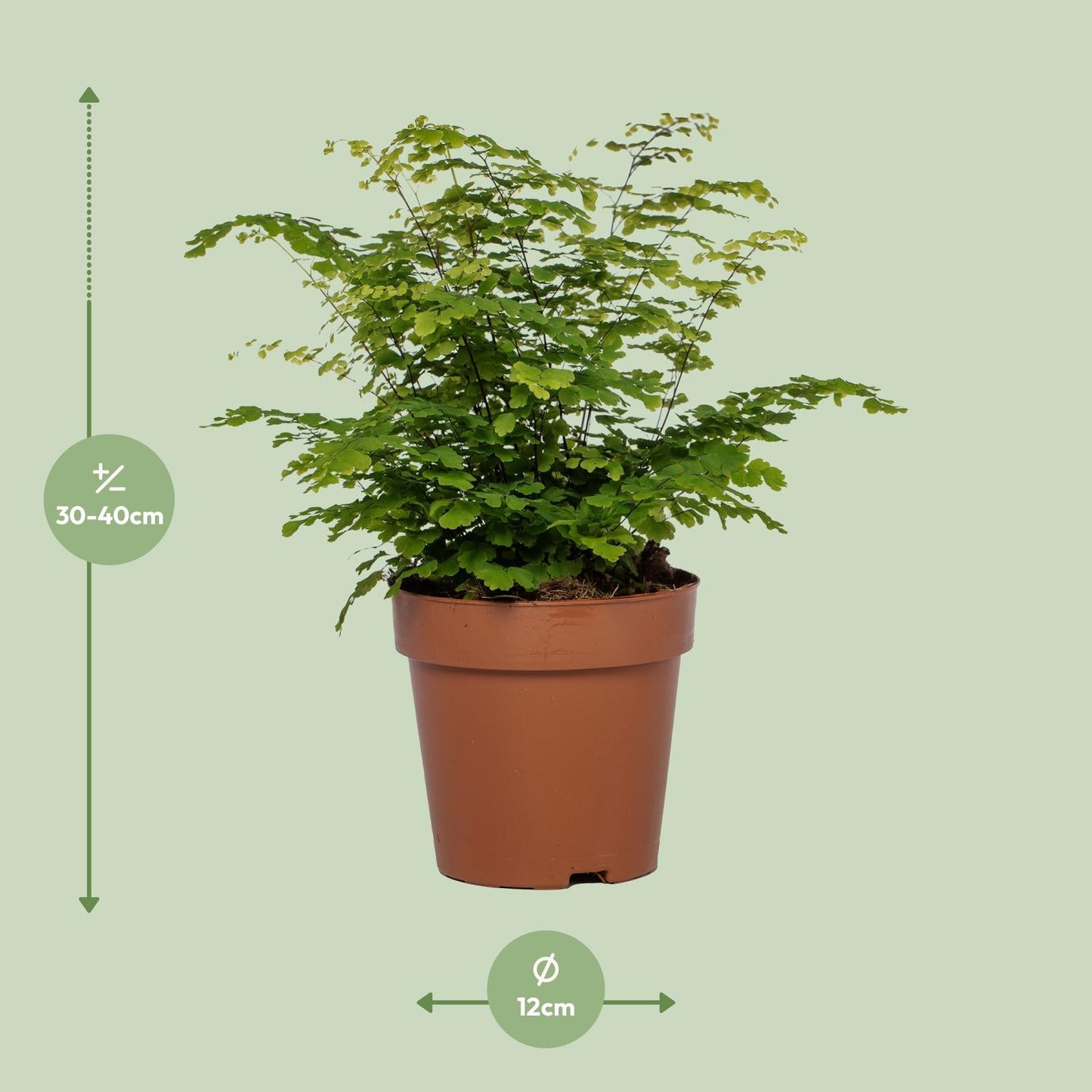 Adiantum Fritz Luthi – Frauenhaarfarn Ø12cm, 35cm hoch