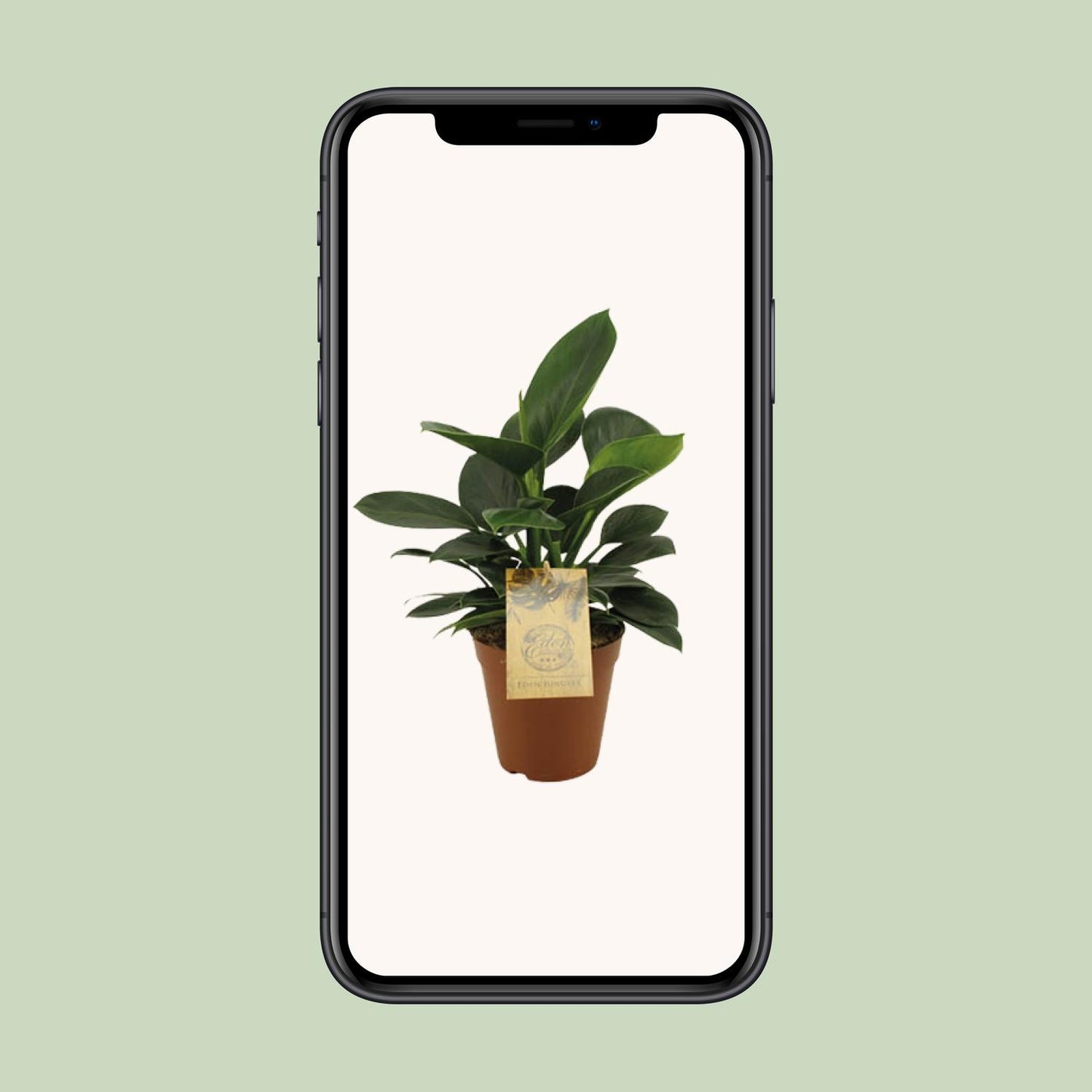 Philodendron Oxypure – Pflegeleichte tropische Zimmerpflanze Ø15cm