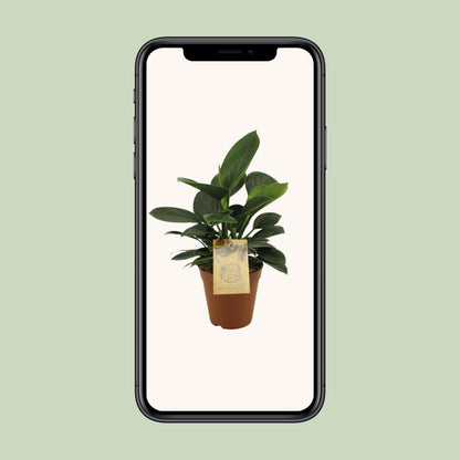 Philodendron Oxypure – Pflegeleichte tropische Zimmerpflanze Ø15cm