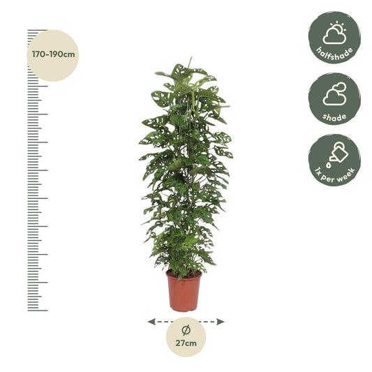 Monstera Monkey Leaf Zimmerpflanze mit Rankgitter 180 cm
