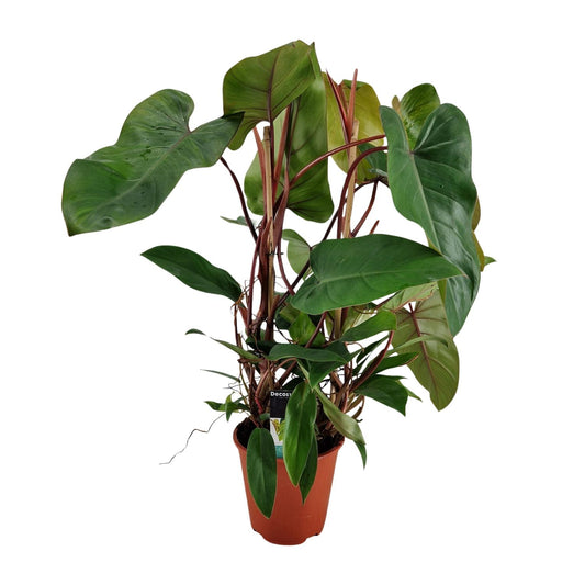 Philodendron Red Twins – Pflegeleichte Zimmerpflanze Ø19cm