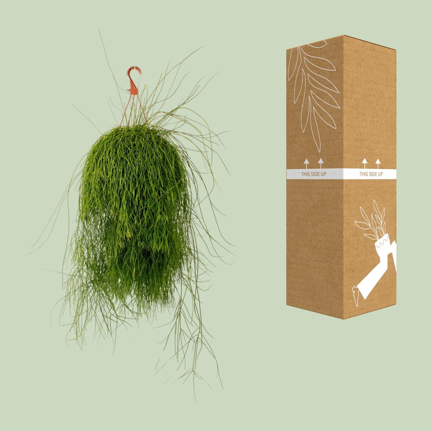 Rhipsalis Cassutha – Pflegeleichte luftreinigende Zimmerpflanze