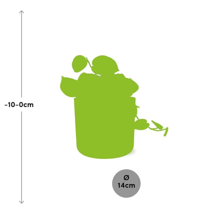 Scindapsus Pictus ‘Argyraeus’ in ELHO b.for soft rond 14cm brique