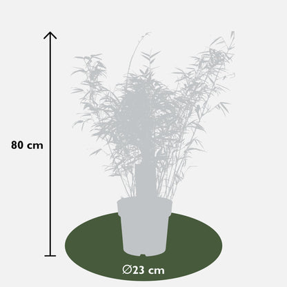 3x Fargesia rufa – Kompakter pflegeleichter Bambus Ø23cm, 80cm hoch