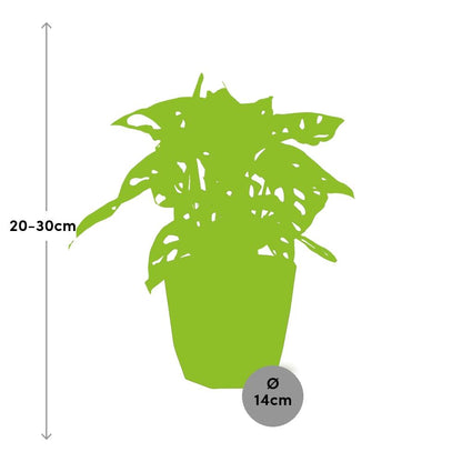 Monstera ‘Monkey Leaf’ – pflegeleichte Zimmerpflanze 14cm