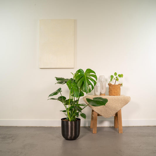 Monstera Deliciosa – Pflegeleichte Tropische Zimmerpflanze Ø21cm