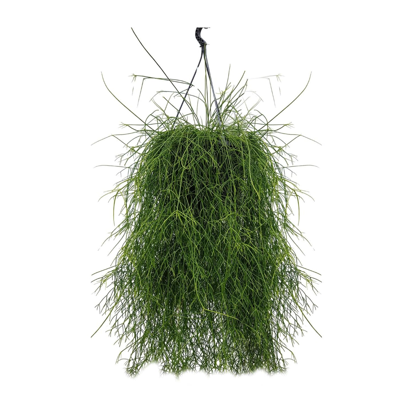 Rhipsalis Cassutha – Pflegeleichter Mistelkaktus 25 cm