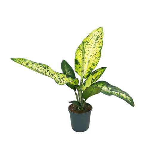 Dieffenbachia Mars – Exotische, pflegeleichte Zimmerpflanze Ø24cm