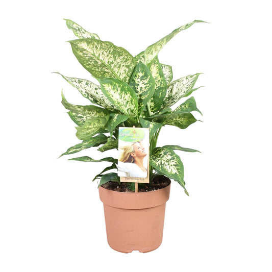 Dieffenbachie 'Compacta' – 45 cm pflegeleichte Zimmerpflanze