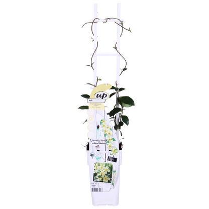 Trachelospermum 'Star of Toscana' – Toskanischer Jasmin Gelb Ø15cm